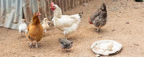 donate a chicken|buy chickens for african family.